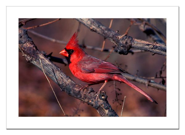 Cardinal 4