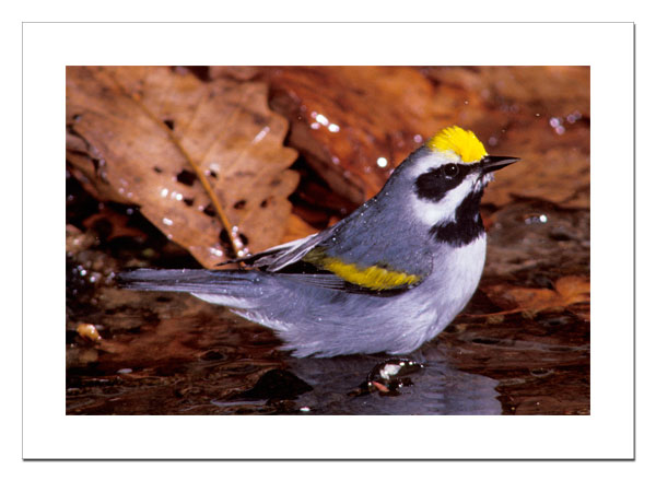 Golden-winged Warbler