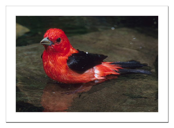 Scarlet Tanager