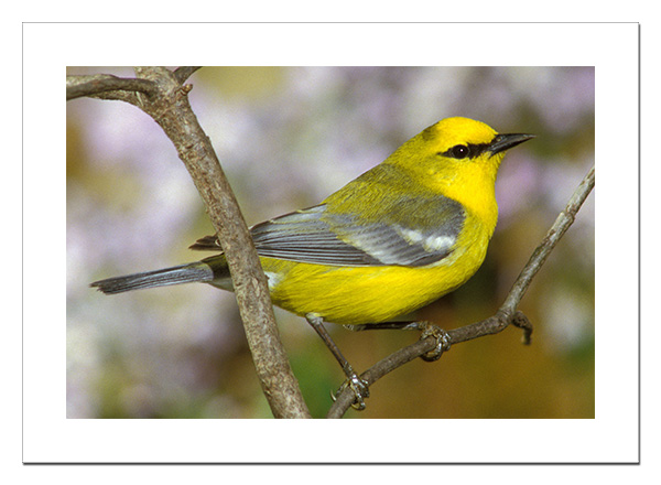 Blue-winged Warbler