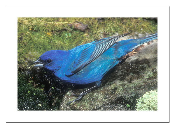 Indigo Bunting