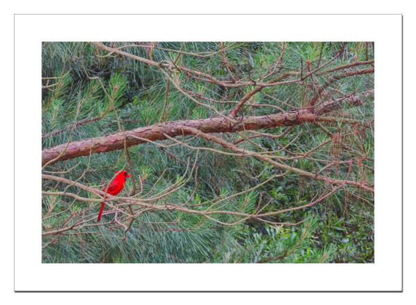 Cardinal in pine tree