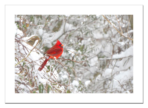 Cardinal in snow