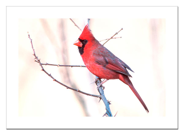 Cardinal 3