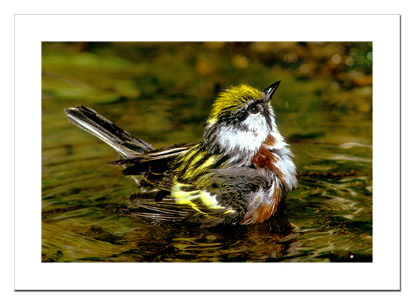 Chestnut-sided Warbler