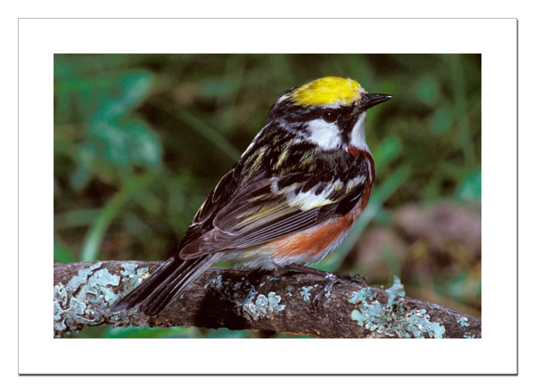 Chestnut-sided Warbler