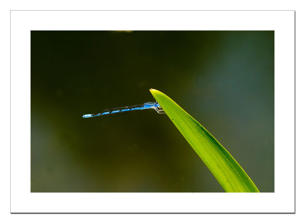 Familiar Bluet