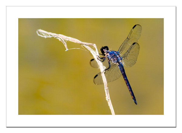 Slaty Skimmer