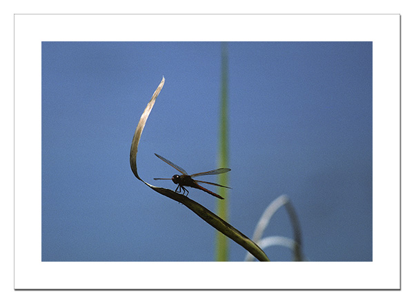Slaty Skimmer