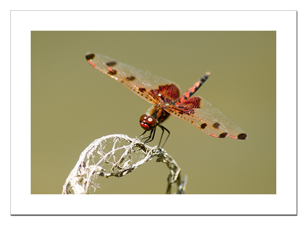 Calico Pennant
