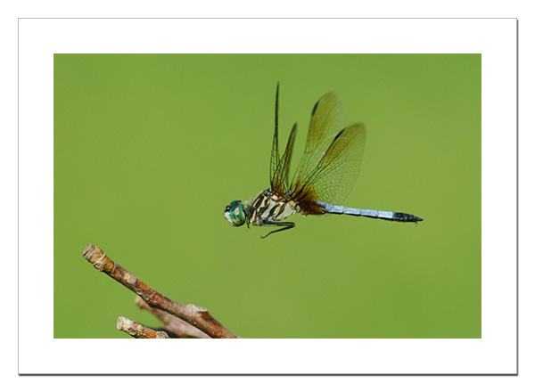 Blue Dasher in flight