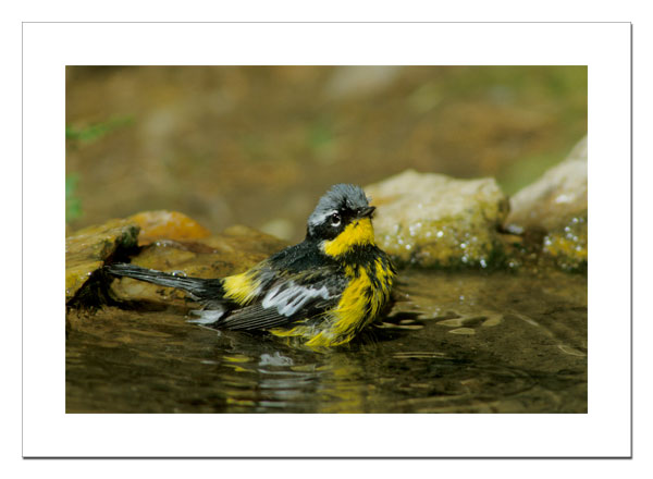 Magnolia Warbler