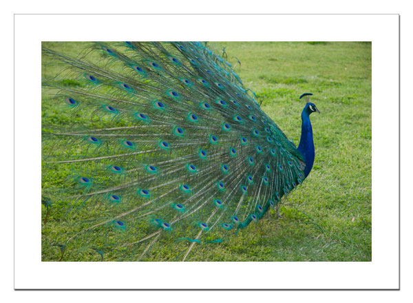 Peacock 2