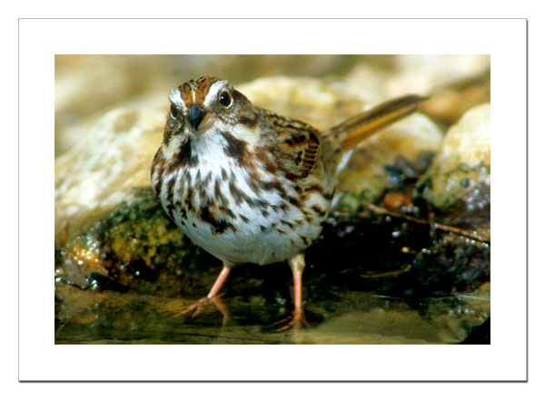 Song Sparrow
