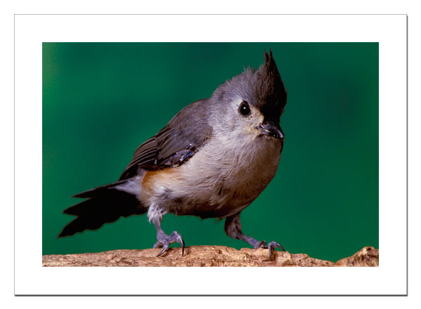 Tufted Titmouse