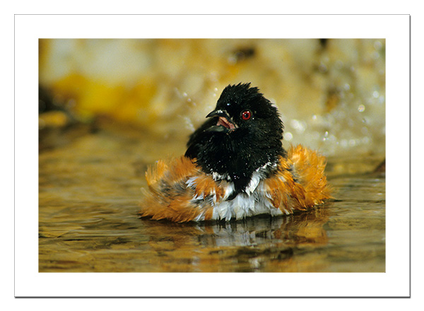 Eastern Towhee
