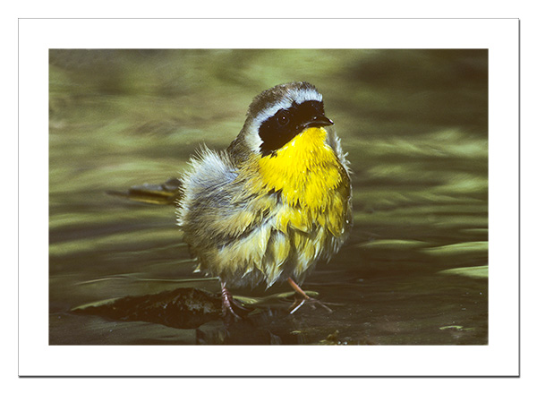 Common Yellowthroat