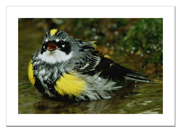 Yellow-rumped Warbler